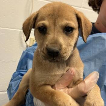 OPHELIA -  Retriever Dog for Adoption in Broomfield, Colorado - OPHELIA | PetCurious