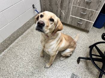 Rescue Labrador Retriever Dogs for Adoption in Colorado Springs, Colorado - HARLEY QUINN | PetCurious