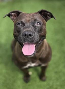 Mixed Breed Dogs Available for Adoption in Columbia, South Carolina - PIGGY | PetCurious