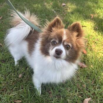 ZUKO -  Pomeranian Dog for Adoption in Irvine, California - ZUKO | PetCurious