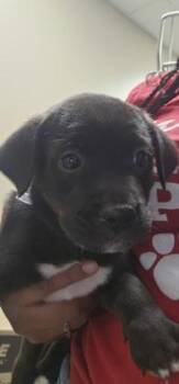Sprint -  Labrador Retriever and Mixed Breed Dog for Adoption in Kansas City, Missouri - Sprint | PetCurious