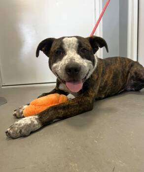 Rizzo -  American Staffordshire Terrier Dog for Adoption in Hartford City, Indiana - Rizzo | PetCurious