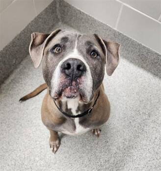 NALA -  Cane Corso and Pit Bull Terrier Dog for Adoption in Omaha, Nebraska - NALA | PetCurious