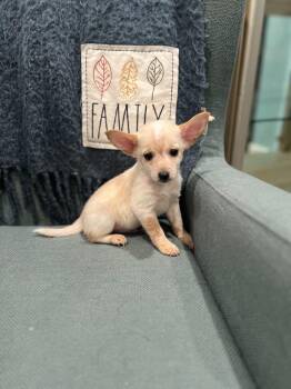Finnegan -  Chihuahua Dog for Adoption in Millcreek, Utah - Finnegan | PetCurious