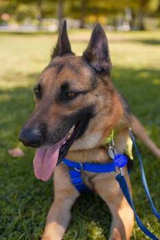 Rescue German Shepherd Dog Dogs for Adoption in Riverside, California - RUDY | PetCurious