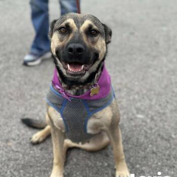 Shepherd and Great Pyrenees Dogs Available for Adoption in Hackett, Arkansas - Lux Aka Lexie | PetCurious