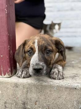 Mastiff and Mixed Breed Dogs Available for Adoption in Morton Grove, Illinois - Opal | PetCurious
