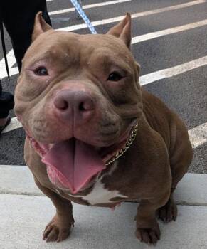 Fox Terrier and Mixed Breed Dogs Available for Adoption in Honolulu, Hawaii - Brooklyn | PetCurious