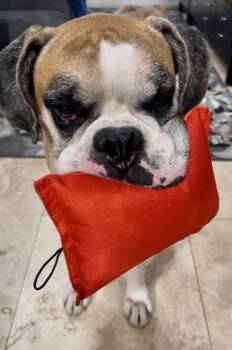 Rescue Boxer Dogs for Adoption in Park Row, Texas - Vince | PetCurious