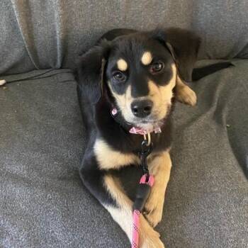 Black Labrador Retriever Dogs Available for Adoption in Myrtle Beach, South Carolina - Cookie | PetCurious