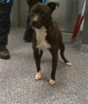 Pit Bull Terrier and Mixed Breed Dogs Available for Adoption in Charlotte, North Carolina - A1262316 | PetCurious