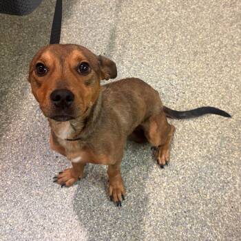 IVHS-Stray-140807 -  Pit Bull Terrier and Mixed Breed Dog for Adoption in San Gabriel, California - IVHS-Stray-140807 | PetCurious