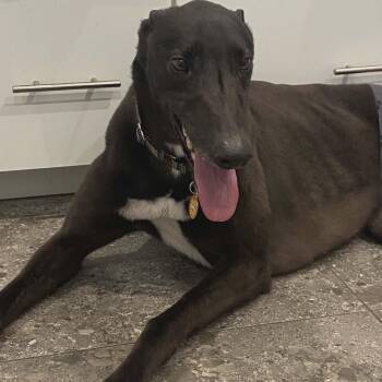 Greyhound Dogs Available for Adoption in Venice, Florida - Savana Rodney (Rodney) | PetCurious