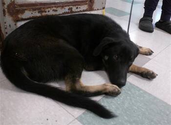 German Shepherd Dog Dogs Available for Adoption in Oklahoma City, Oklahoma - A474737 | PetCurious