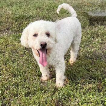 Mylo 22577 -  Poodle Dog for Adoption in Cumming, Georgia - Mylo 22577 | PetCurious