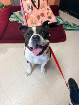 Tobi -  American Staffordshire Terrier Dog for Adoption in Morgantown, Kentucky - Tobi | PetCurious