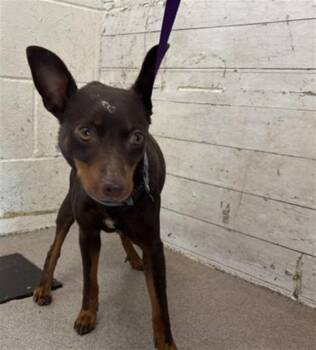 JAX -  Miniature Pinscher and Mixed Breed Dog for Adoption in San Bernardino, California - JAX | PetCurious