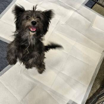 Rescue Terrier Dogs for Adoption in Stockton, California - Carol (Mama) & Becky G. (Baby) | PetCurious