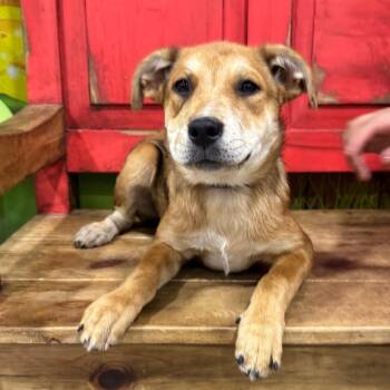 FWT Shania (Hazel) -  Australian Cattle Dog Blue Heeler and Shepherd Dog for Adoption in Midland, Texas - FWT Shania (Hazel) | PetCurious