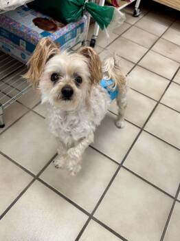 Rescue Terrier Dogs for Adoption in Ponchatoula, Louisiana - FuFu | PetCurious