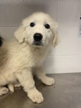 Gaylee Gula -  Great Pyrenees and Mixed Breed Dog for Adoption in Spruce Pine, North Carolina - Gaylee Gula | PetCurious