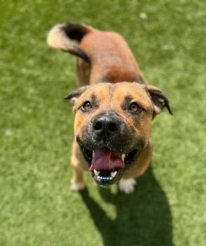 Rescue Pit Bull Terrier and German Shepherd Dog Dogs for Adoption in Baytown, Texas - MONZA | PetCurious