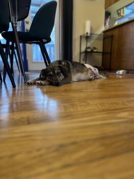 Mixed Breed Dogs Available for Adoption - Zatanna | PetCurious