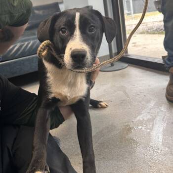 Mixed Breed Dogs Available for Adoption - Growly | PetCurious