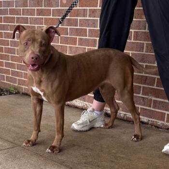 Birdie -  Pit Bull Terrier Dog for Adoption in Waterloo, Iowa - Birdie | PetCurious
