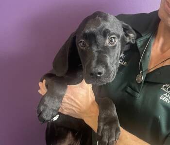 *Hansel* -  Labrador Retriever and Pit Bull Terrier Dog for Adoption in Salt Lake City, Utah - *Hansel* | PetCurious