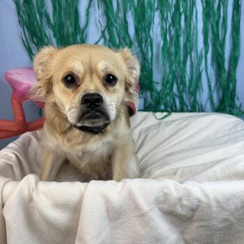 Thalia -  Terrier and Pekingese Dog for Adoption in Fresno, California - Thalia | PetCurious