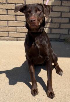 Nadia -  Doberman Pinscher and Labrador Retriever Dog for Adoption in Columbus, Nebraska - Nadia | PetCurious