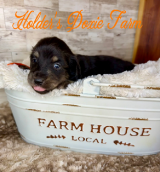 Miniature Dachshund Dogs Available for Sale - Barkley | PetCurious
