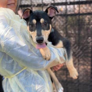 Pit Bull Terrier Dogs Available for Adoption - Bon Bon A2255659 | PetCurious