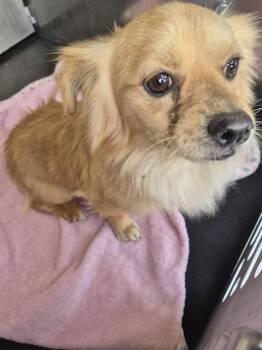 Chihuahua Dogs Available for Adoption - TONY | PetCurious