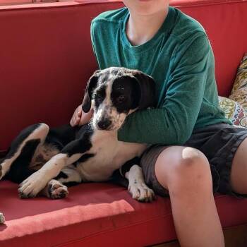 Mixed Breed Dogs Available for Adoption in Madison, Wisconsin - Cami | PetCurious