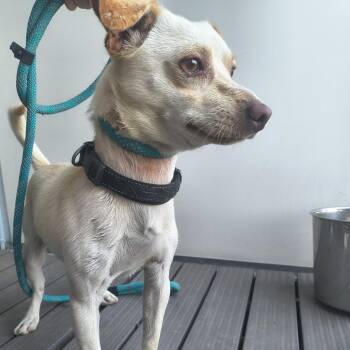 Chicito -  Chihuahua Dog for Adoption in Moses Lake, Washington - Chicito | PetCurious