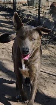 DUKE -  Pit Bull Terrier Dog Available for Adoption in Saint Jo, Texas - DUKE | PetCurious