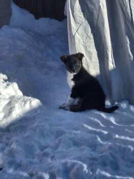 Shepherd and Norwegian Elkhound Dogs Available for Adoption - Eleven  | PetCurious