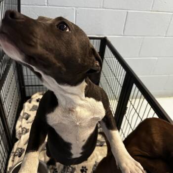 Pit Bull Terrier Dogs Available for Adoption - Dottie | PetCurious