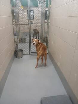 Pen 149c Georgie Hw+ -  Pit Bull Terrier Dog for Adoption in Lawrenceville, Georgia - Pen 149c Georgie Hw+ | PetCurious