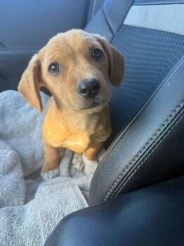 Mixed Breed Dogs Available for Adoption in Manhattan Beach, California - Lucy (fka Rosita) | PetCurious