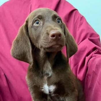 Ella -  Labrador Retriever and Hound Dog for Adoption in Meridian, Mississippi - Ella | PetCurious