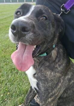 Angel -  Great Pyrenees and Boxer Dog for Adoption in Fremont, Ohio - Angel | PetCurious