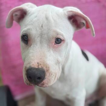 JACQUES CHEWSTEAU -  Pit Bull Terrier Dog for Adoption in Cranston, Rhode Island - JACQUES CHEWSTEAU | PetCurious