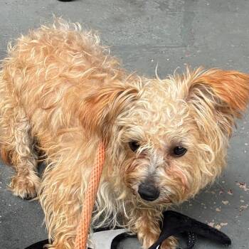 Nacho -  Mixed Breed Dog for Adoption in Philadelphia, Pennsylvania - Nacho | PetCurious