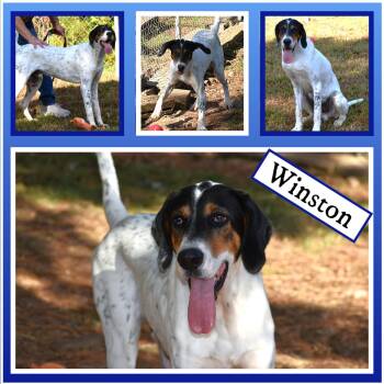 Rescue Coonhound Dogs for Adoption in Wedowee, Alabama - Winston | PetCurious
