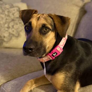 Mixed Breed Dogs Available for Adoption - Denali | PetCurious