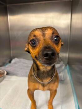 Teddy -  Chihuahua and Mixed Breed Dog for Adoption in Thousand Oaks, California - Teddy | PetCurious