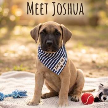 Joshua -  Mixed Breed Dog for Adoption in Brownsboro, Alabama - Joshua | PetCurious